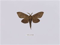 藏品(黃蕊尾舟蛾)的圖片